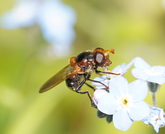 Cyphipelta rufocyanea