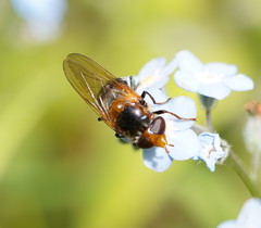 Cyphipelta rufocyanea