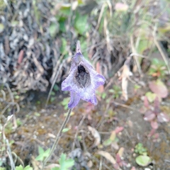 Delphinium nepalense