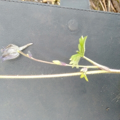 Delphinium nepalense