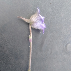 Delphinium nepalense