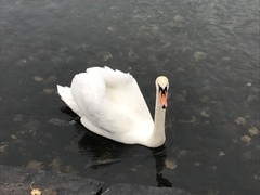 Cygnus olor
