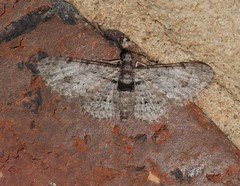 Sigilliclystis insigillata