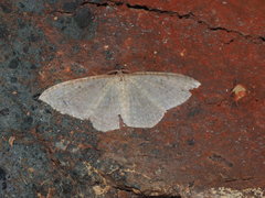 Poecilasthena pulchraria