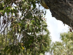 Melaleuca leucadendra