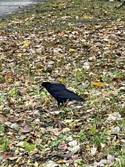 Corvus frugilegus