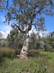 Melaleuca leucadendra