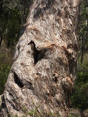 Melaleuca leucadendra