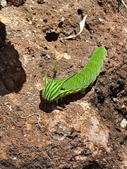 Charaxinae