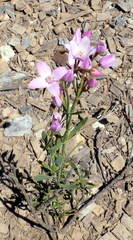 Boronia crenulata