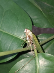 Tettigoniidae