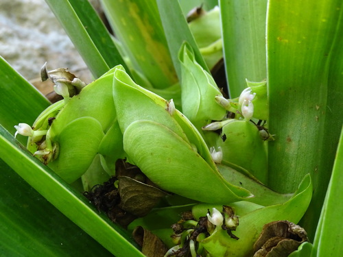 Tradescantia spathacea