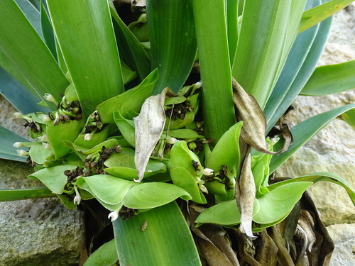 Tradescantia spathacea