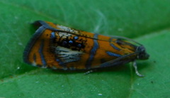 Olethreutes arcuella