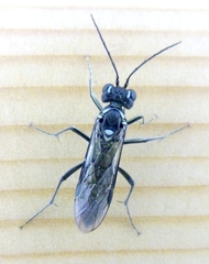 Tenthredo cunyi