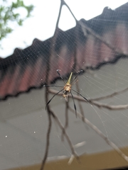 Nephila pilipes