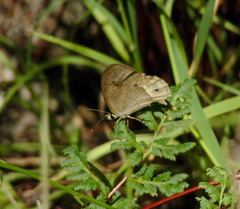 Hypocysta pseudirius