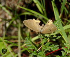 Hypocysta pseudirius