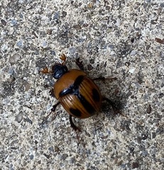 Bolbocerosoma biplagiatum