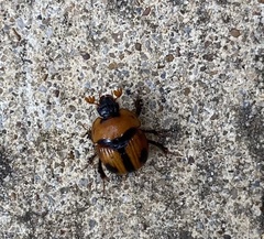 Bolbocerosoma biplagiatum