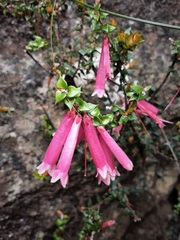Epacris reclinata