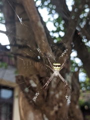 Argiope