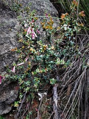 Epacris reclinata