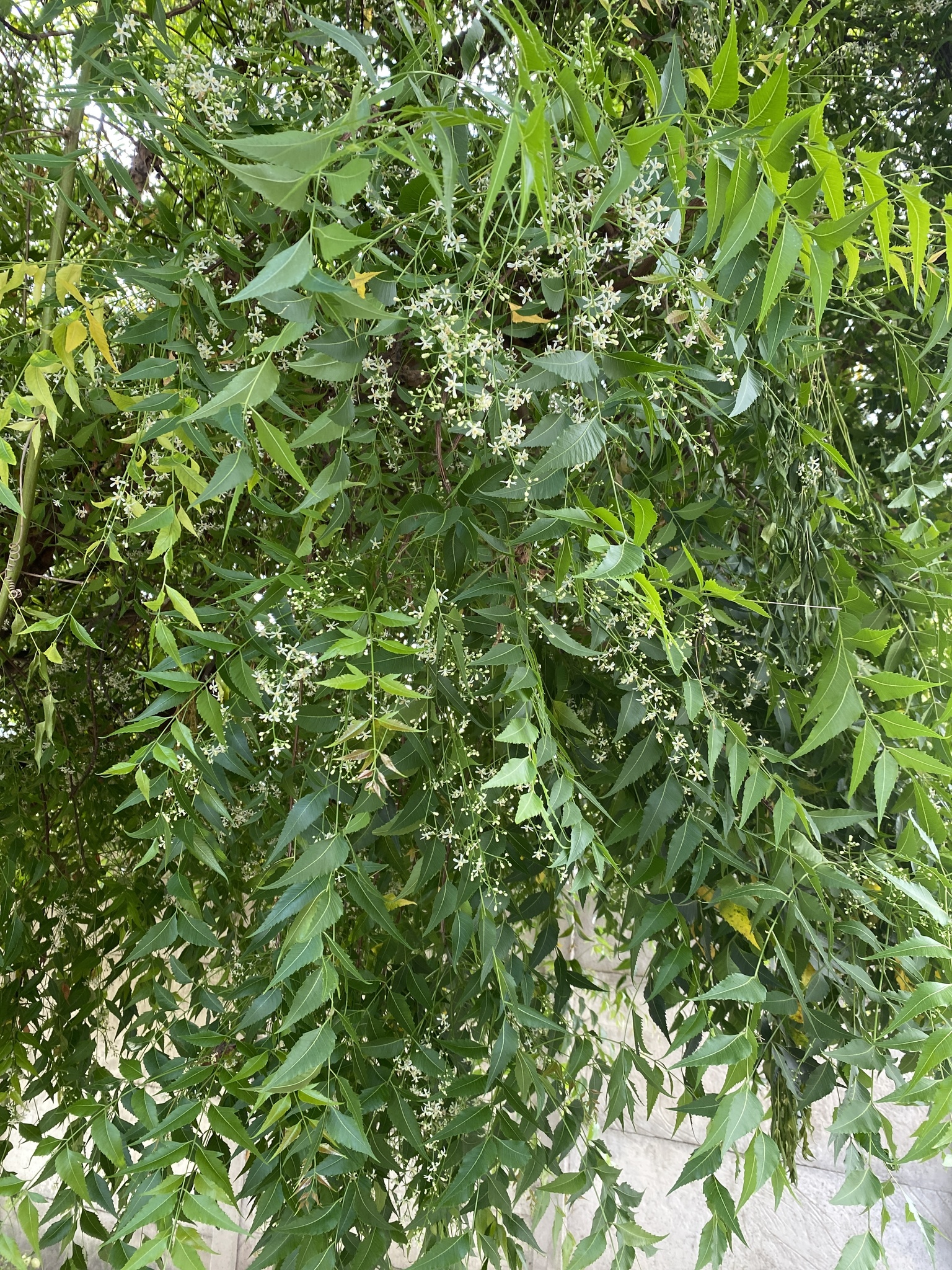Azadirachta indica
