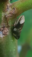 Ptyelinellus praefractus