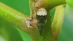 Ptyelinellus praefractus