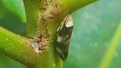 Ptyelinellus praefractus