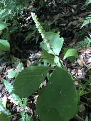 Comanthosphace formosana