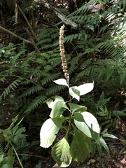 Comanthosphace formosana