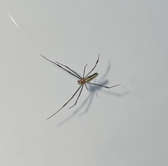Nephila pilipes