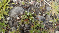 Plagiobothrys orientalis