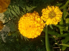 Tagetes