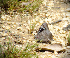 Ogyris genoveva