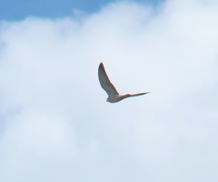 Falco amurensis