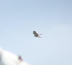 Falco amurensis