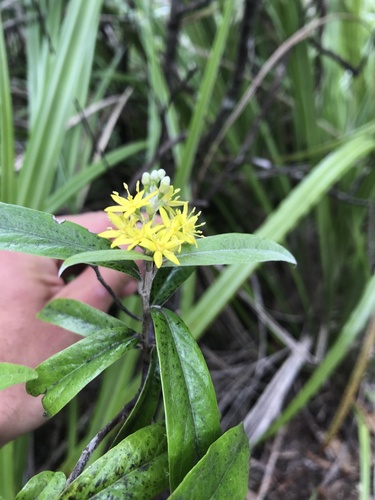 Corokia buddleioides (Corokia buddleioides)