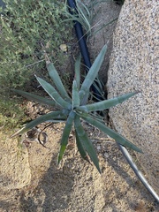 Agave aurea capensis