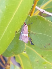 Boeotarcha taenialis