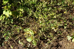 Melampyrum subalpinum