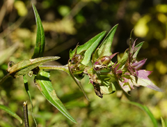 Melampyrum subalpinum