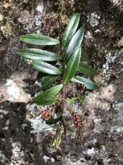 Veronica bishopiana