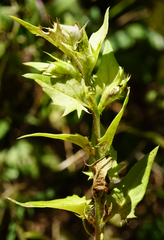 Melampyrum subalpinum