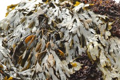 Fucus serratus