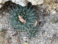 Mammillaria peninsularis