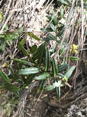 Veronica bishopiana