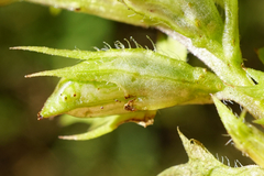 Melampyrum subalpinum